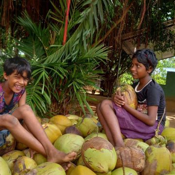 Alle 2 Monate ernten wir über 1000 Kokosnüsse