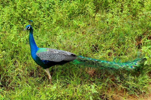 Pfauen sieht man oft in gro&szlig;en Gruppen.
