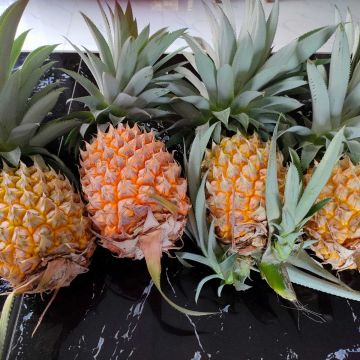 Die ersten Annanas sind reif