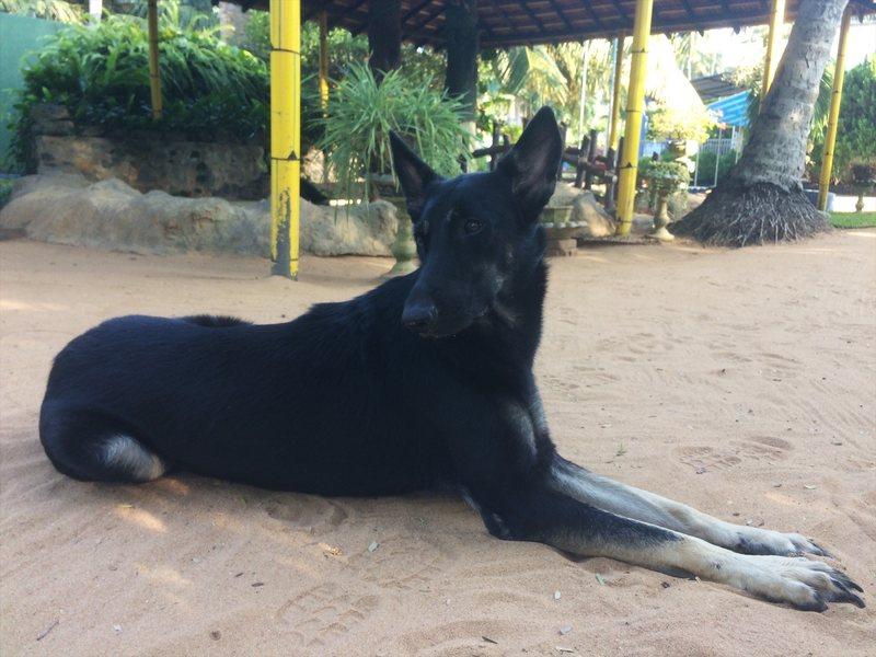 Tierische Mitbewohner