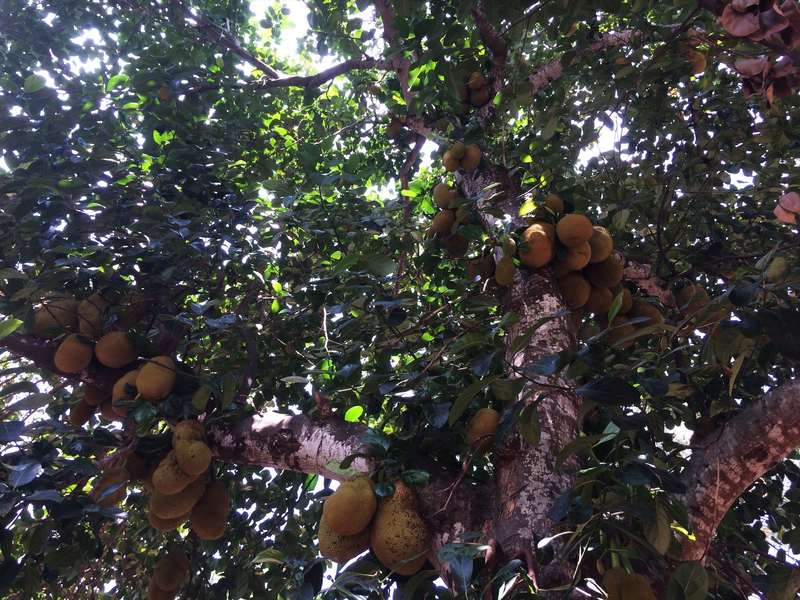 Der leckere Vielseiter