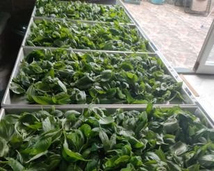 Pesto-Update aus dem Angels Home