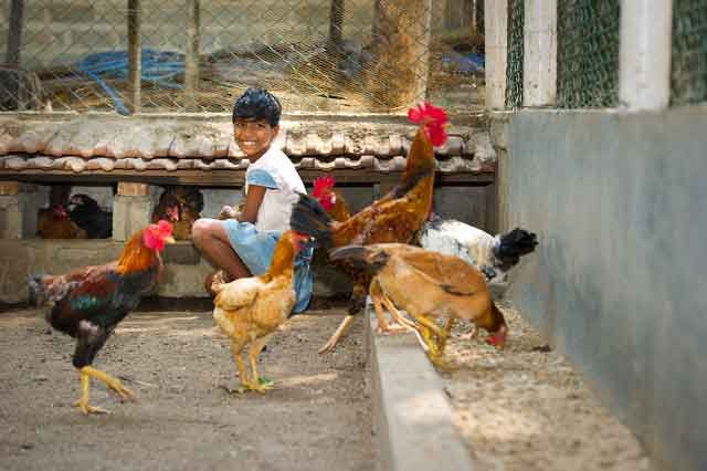 Immer frische Eier aus unserem neuen Hühnerstall.