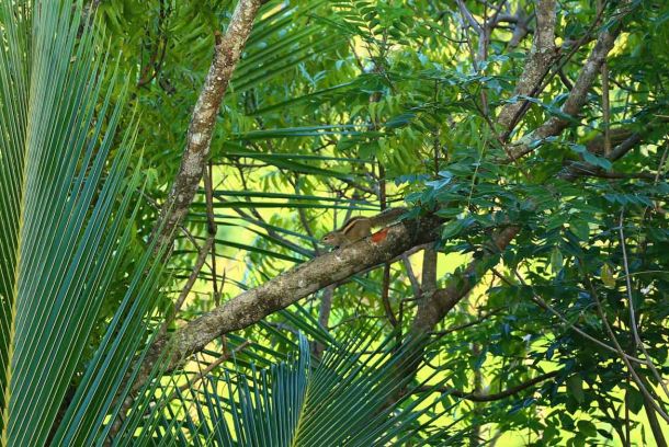 Streifenhörnchen sind sehr niedlich.
