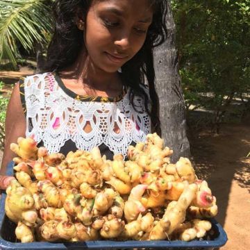 Unsere erste Ingwer Ernte im Anges  Home