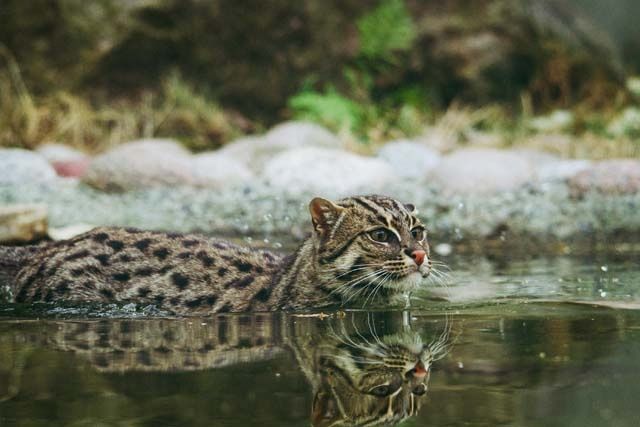 Leben am Wasser: Die geheimnisvolle Fishing Cat und ihre Jagdstrategien