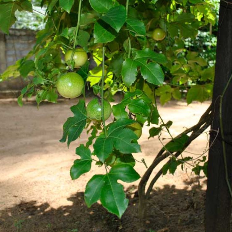 Passion Frucht aus dem Angels Home Garten