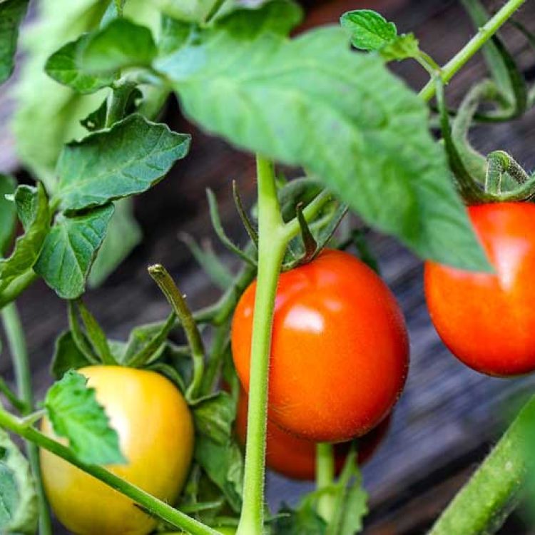 Tomaten aus dem Angels Home