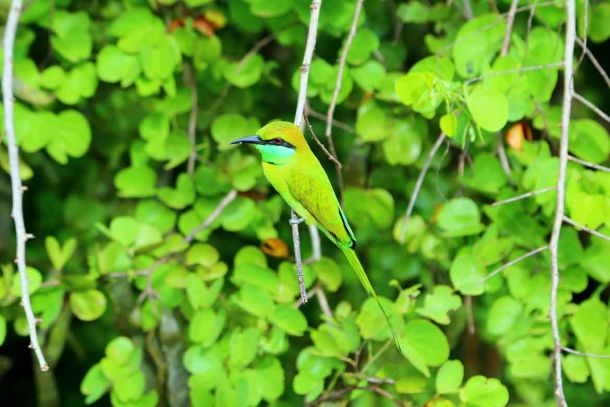 Sri Lankas Tierwelt ist atemberaubend.