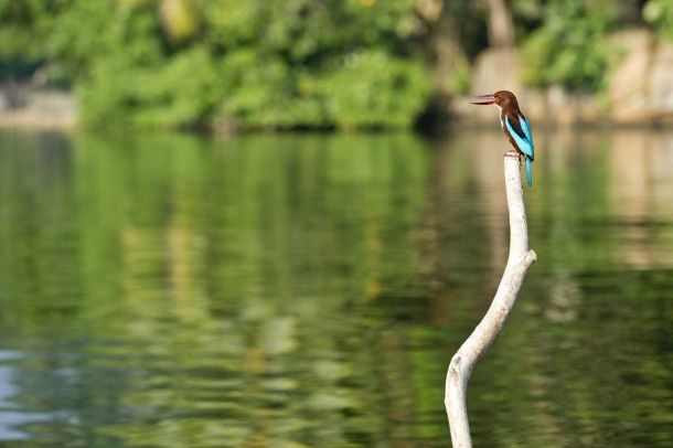 Der Eisvogel ist in Sri Lanka zuhause.