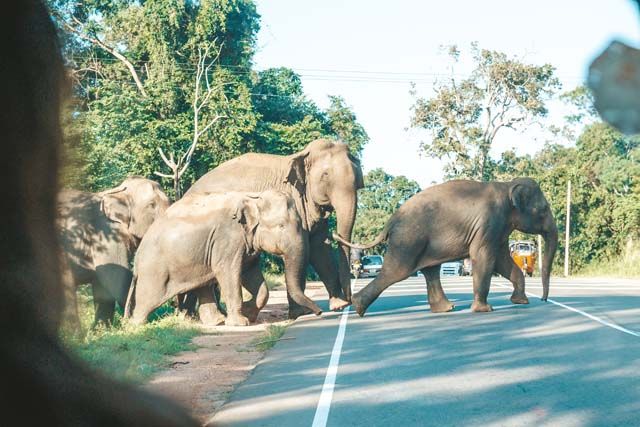 Imposante Giganten: Begegnung mit den majestätischen Elefanten Sri Lankas