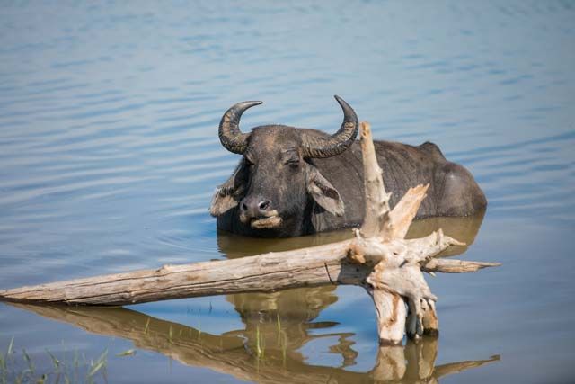 Die sanften Riesen: Wasserbüffel in Sri Lanka