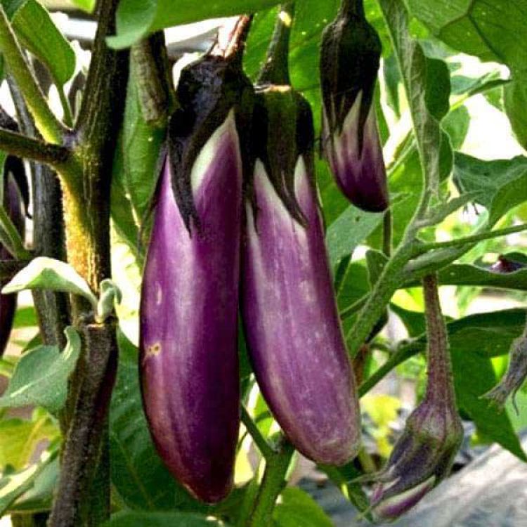 Brinjal aus dem Angels Home Garten