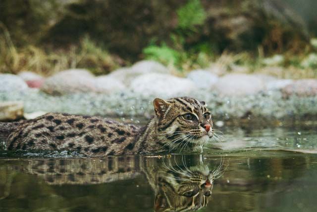 Leben am Wasser: Die geheimnisvolle Fishing Cat und ihre Jagdstrategien