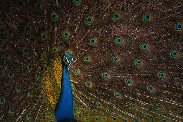 Der Nationalvogel Sri Lankas: Entdecke die beeindruckenden Pfauen