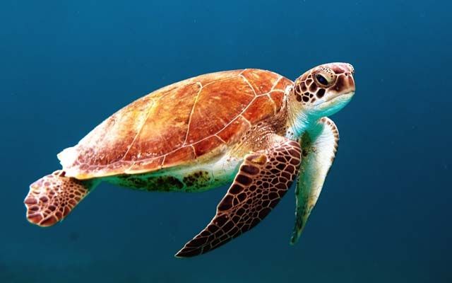 Schutzbedürftige Schönheit: Begegnung mit der bedrohten Karettschildkröte