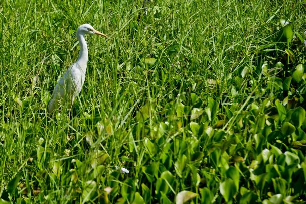 Ein Storch sucht Futter.