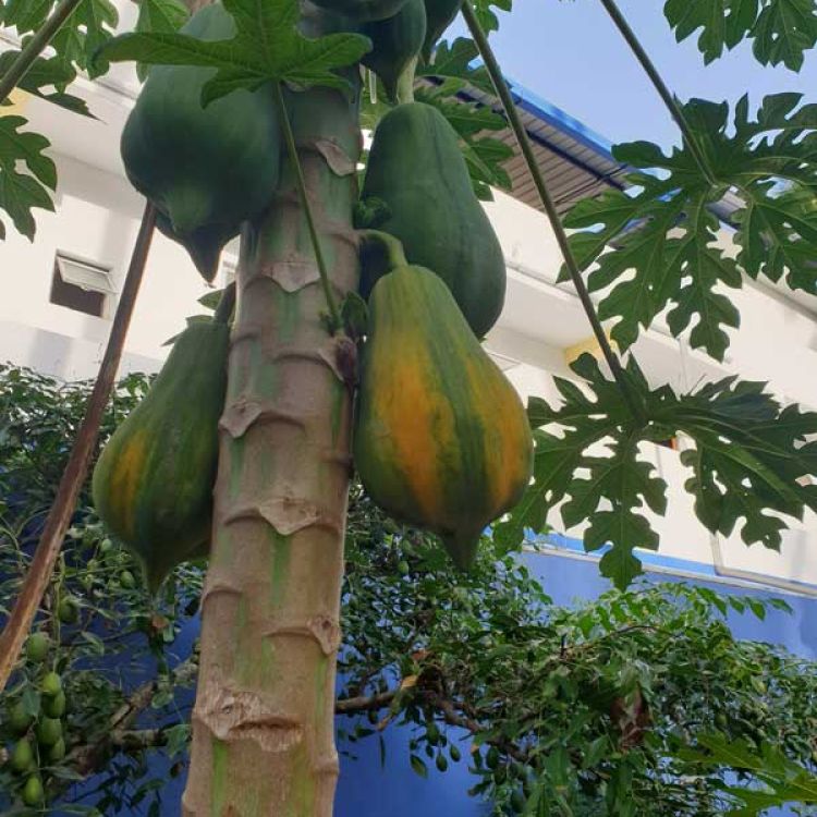 Papaya aus dem Angels Home Garten