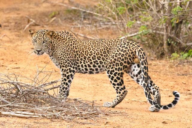 Geheimnisvolle Jäger: Die majestätischen Leoparden Sri Lankas