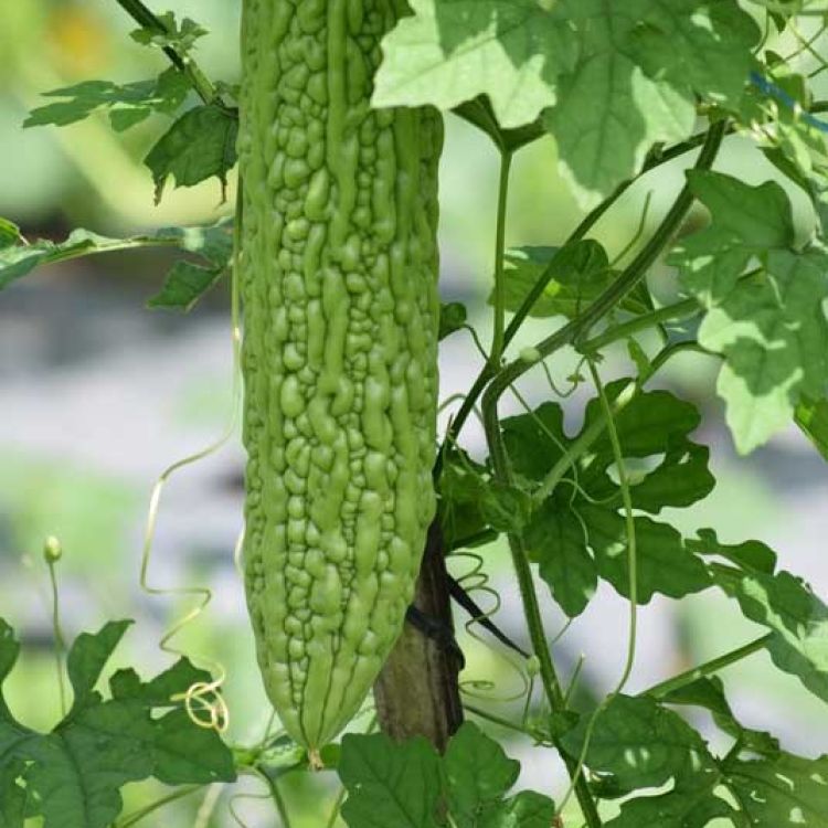 Bitter Gourd aus dem Angels Home Garten