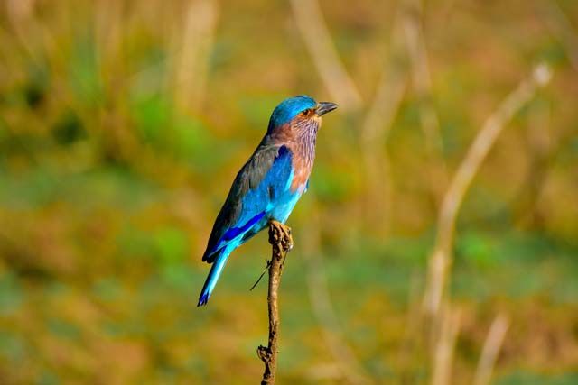 Die farbenfrohe Hinduracke: Ein exotischer Vogel Sri Lankas