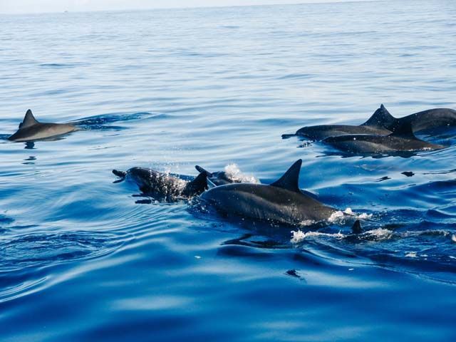 Im Tanz der Wellen: Erlebe die magischen Momente mit den Delfinen vor Sri Lankas Küste