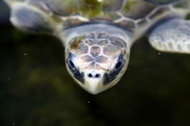 Schildkröten können sehr als werden.