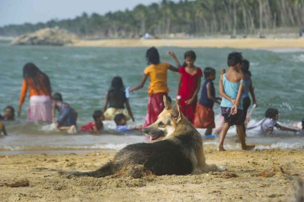 Auch unsere Hunde haben Freude am Strand.