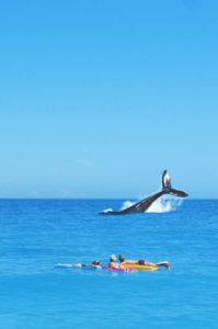 Mirissa, ein Traum für alle Surf- und Walbeobachtungsbegeisterten