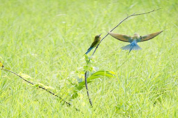 Sri Lankas Vogelwelt ist einzigartig.