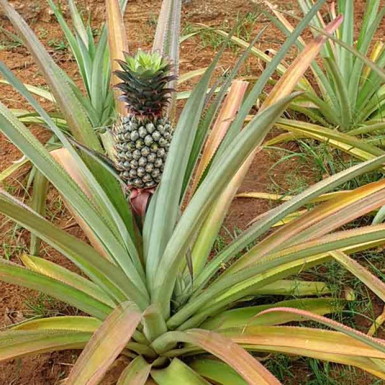 Ananas aus dem Angels Home Garten