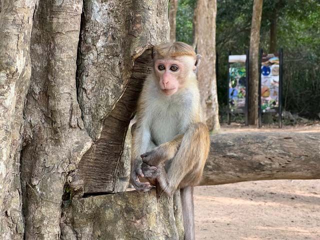 Die verspielten Bewohner: Entdecke die Vielfalt der Affenarten in Sri Lanka