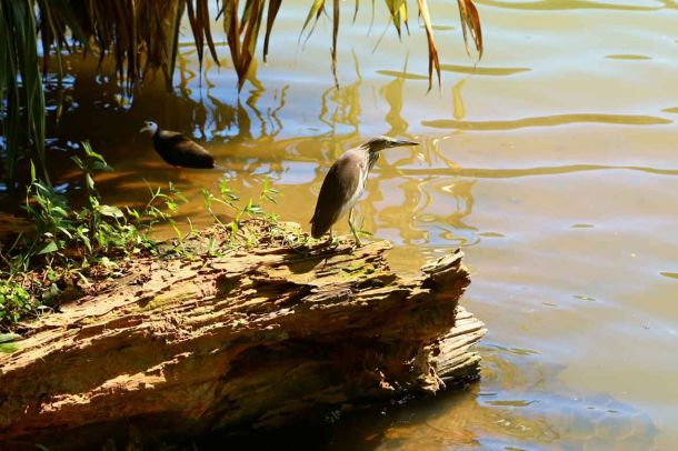 Am Wasser leben viele Vögel.