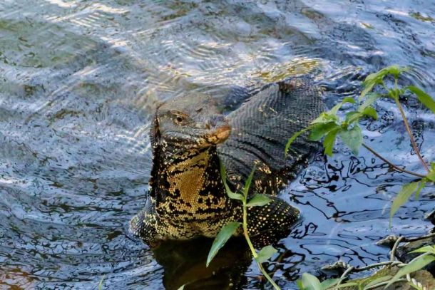 Stolzer Fluss-Bewohner in Sri Lanka.