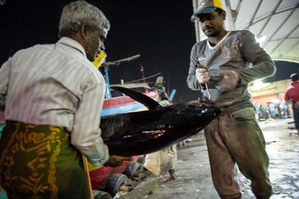 Direkt nach dem Fang kommen die Fische hierhin.