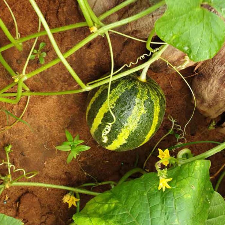 Kürbis aus dem Angels Home Garten