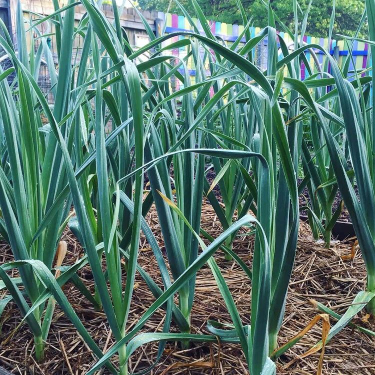 Knoblauch aus dem Angels Home Garten